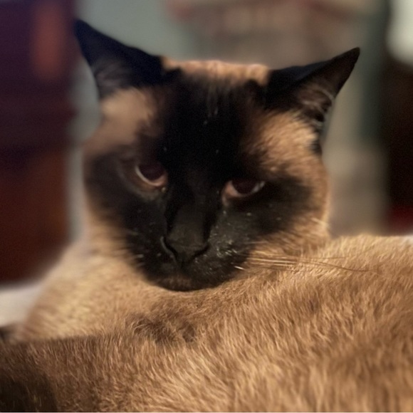 Meet your Posher, Sarah - Picture 1 of 1